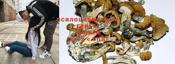 индика Нефтекумск